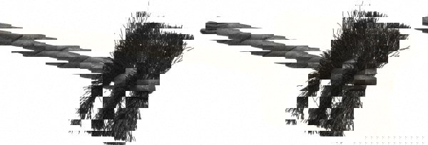 Carbon Steel Wheel Brushes