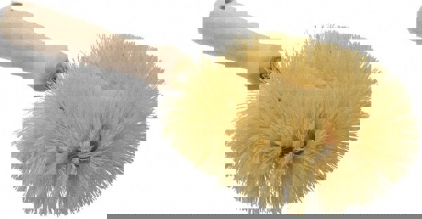 Food Service Brush: 3-1/2