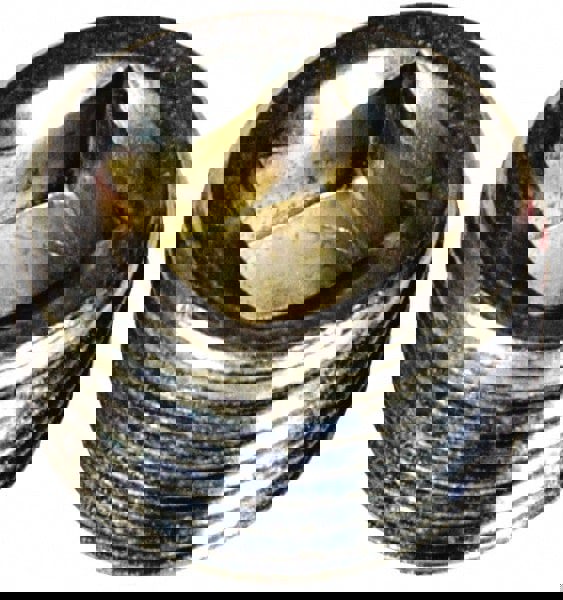 Square Countersunk Head Pipe Plug