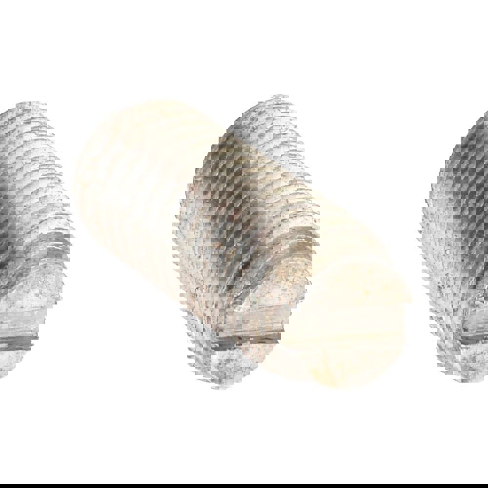 Threaded Ball Plunger: 10-32, 0.093