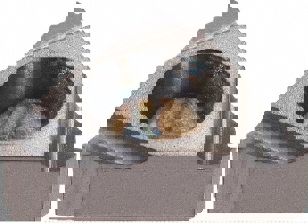 Laydown Threading Insert: 11IR28UN BMA, Solid Carbide