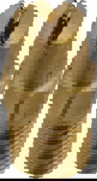 Brass Standard Fan Nozzle: 1/4