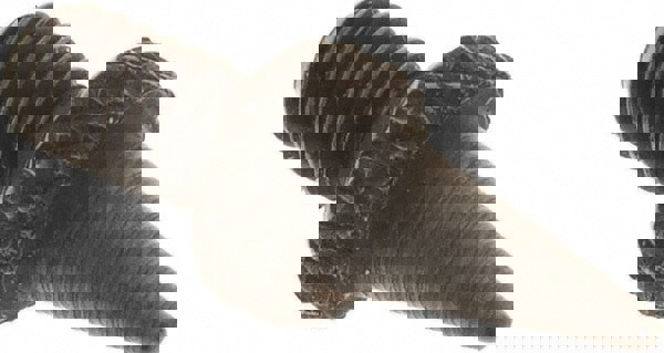 Dial Indicator Points