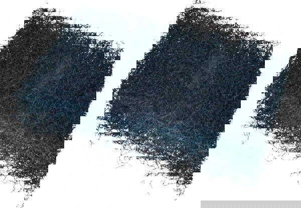 Scotch-Brite Extra Heavy Duty Pot 'N Pan Scour Pad 88, 3.5 in x 5 in