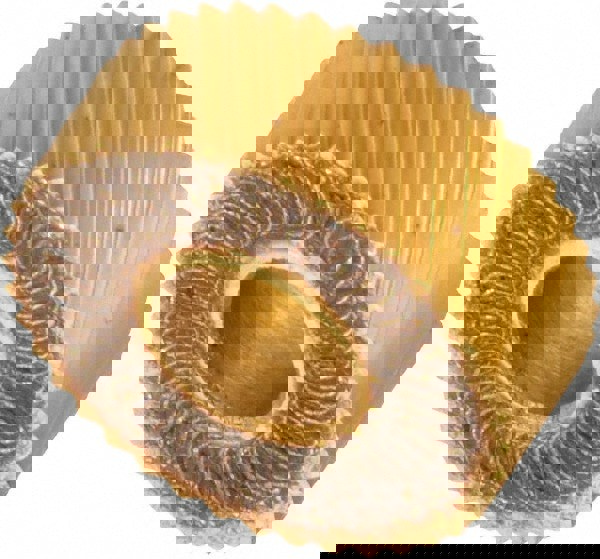 Standard Knurl Wheel: 1/2