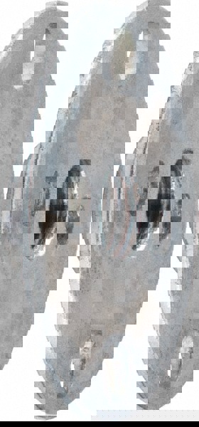 #101 Nut for Sanding Discs: M10 x 1.25