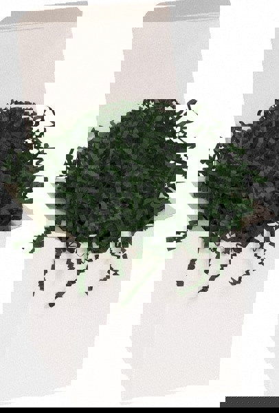 Packing Paper: Shredded Papers