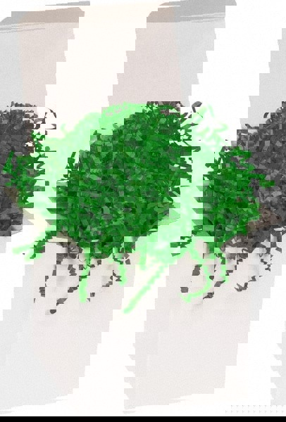 Packing Paper: Shredded Papers