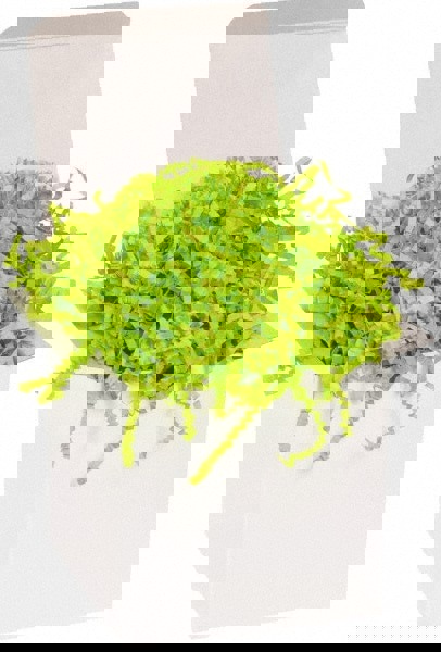 Packing Paper: Shredded Papers