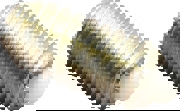 Threaded Spring Plunger: 1/4-20, 0.531