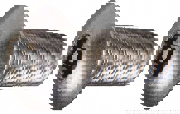 Machine Screw: #10-24 x 1/2, Stainless Steel, Uncoated