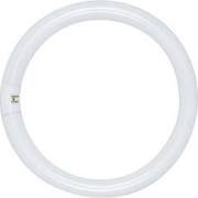 22W T9 CIRCLE COOL WH FLUOR LAMP