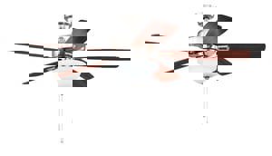 CCY 52 BPNI 5 BLD CEIL FAN